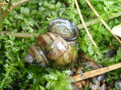 Viviparus contectus