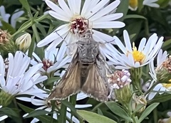 Plusiini