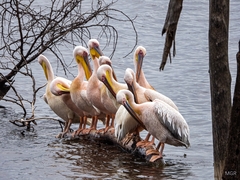 Pelecanus onocrotalus