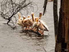 Pelecanus onocrotalus