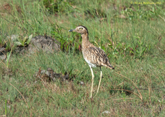Burhinus bistriatus
