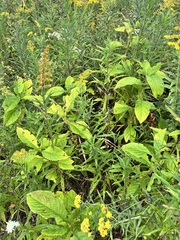 Triosteum perfoliatum