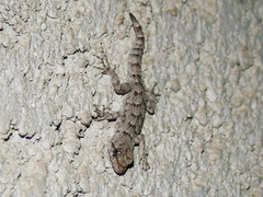 Mediodactylus kotschyi