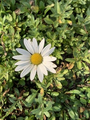 Leucanthemum × superbum
