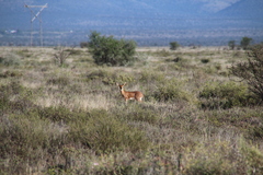 Raphicerus campestris campestris