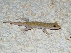 Mediodactylus kotschyi