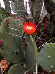 Opuntia quimilo