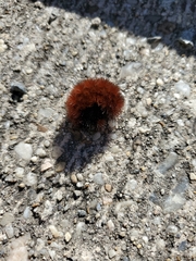 Pyrrharctia isabella