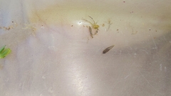 Misumenops rubrodecoratus