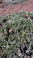 Selaginella dregei