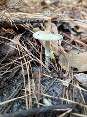 Amanita lavendula