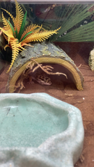 Eublepharis macularius