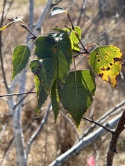Betula pendula