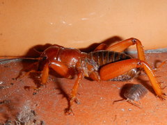Stenopelmatus