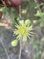Clematis montevidensis
