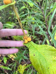 Triosteum perfoliatum
