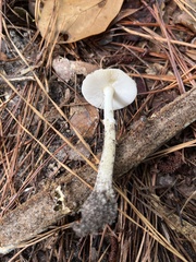 Amanita lavendula