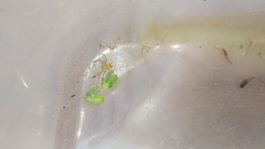 Misumenops rubrodecoratus