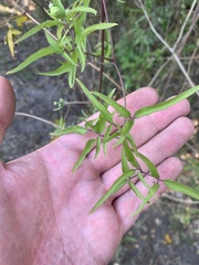 Clematis montevidensis