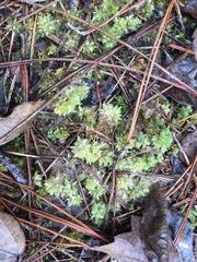 Sphagnum perichaetiale