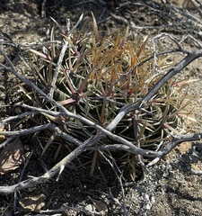Ferocactus viridescens