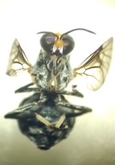 Cyphomyia wiedemanni
