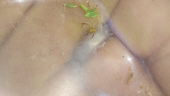 Misumenops rubrodecoratus
