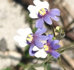 Nemesia affinis