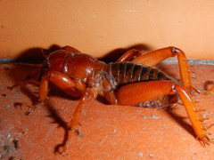 Stenopelmatus