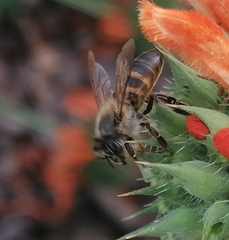 Apis mellifera capensis