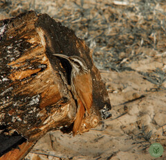 Lepidocolaptes angustirostris