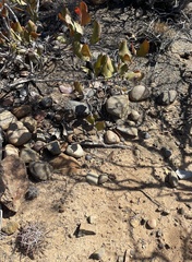 Ferocactus viridescens