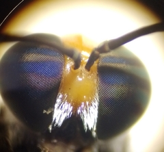 Cyphomyia wiedemanni