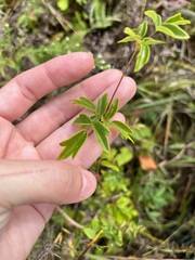 Thalictrum dasycarpum