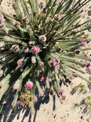 Serruria trilopha