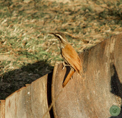 Lepidocolaptes angustirostris