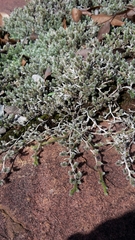 Selaginella dregei