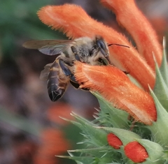 Apis mellifera capensis