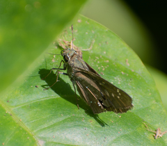 Pelopidas mathias