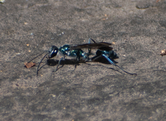 Chalybion bengalense