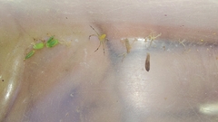 Misumenops rubrodecoratus