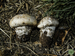 Agaricus bernardii