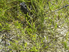 Aspalathus retroflexa bicolor