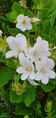 Pelargonium cucullatum