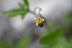 Apis mellifera