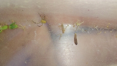Misumenops rubrodecoratus