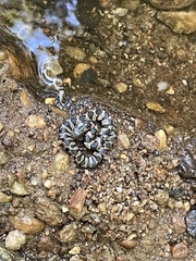 Nerodia sipedon pleuralis