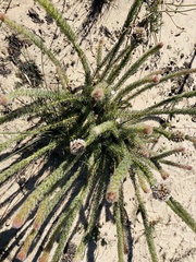 Serruria trilopha