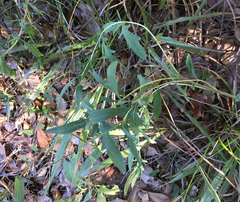 Ambrosia psilostachya