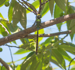 Anax indicus